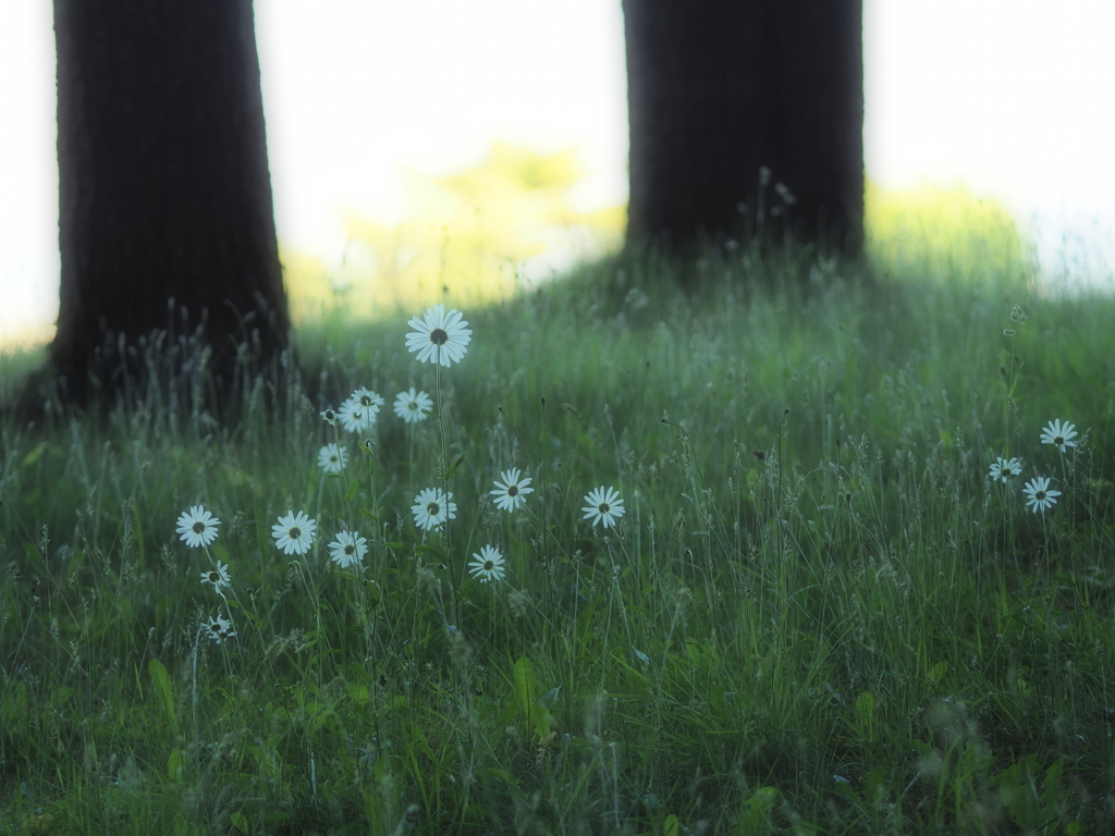 ゆふべの裏花