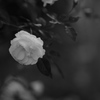 夜に白薔薇