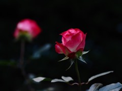 秋薔薇