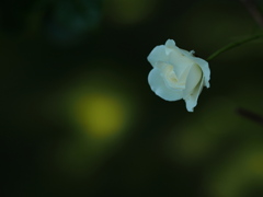 木影の白薔薇