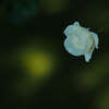 木影の白薔薇