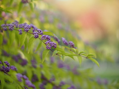 薔薇園の紫