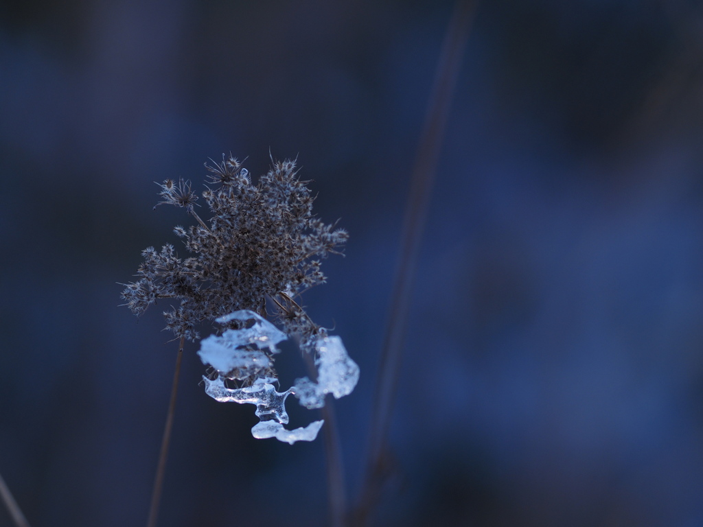 氷抱く花