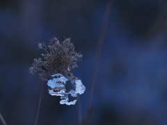 氷抱く花