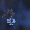 氷抱く花