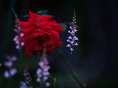 隠れる薔薇