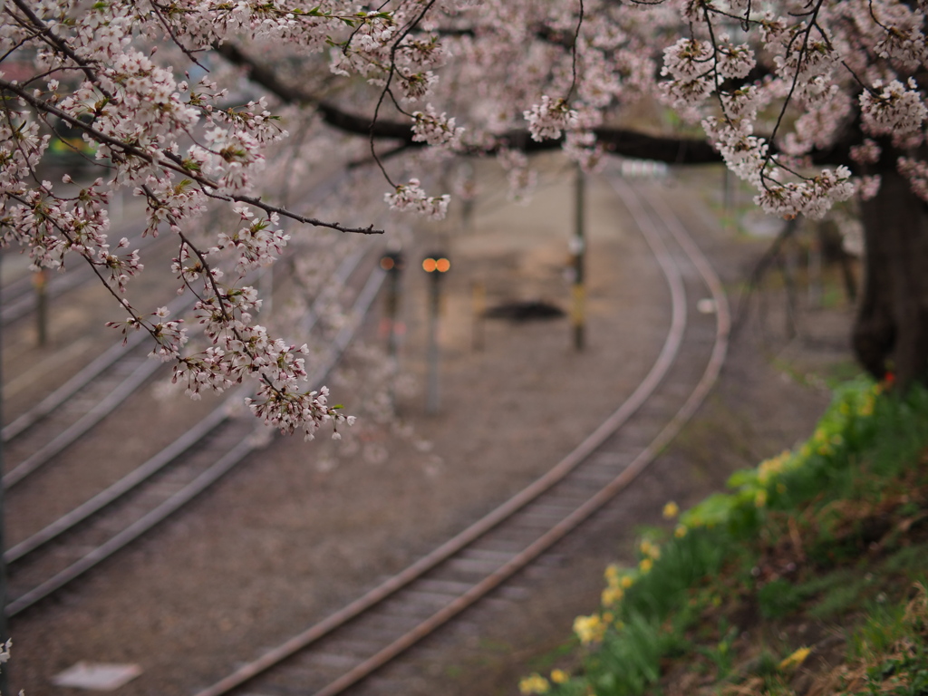 旅の櫻