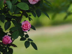 厚別の薔薇園