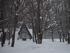 雪の森