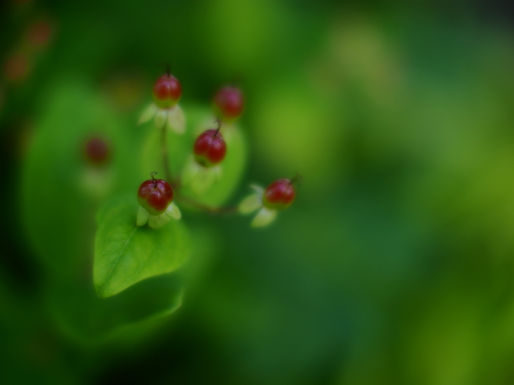 薔薇Q