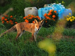 狐とポリタンと赤い花