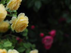 厚別薔薇祭