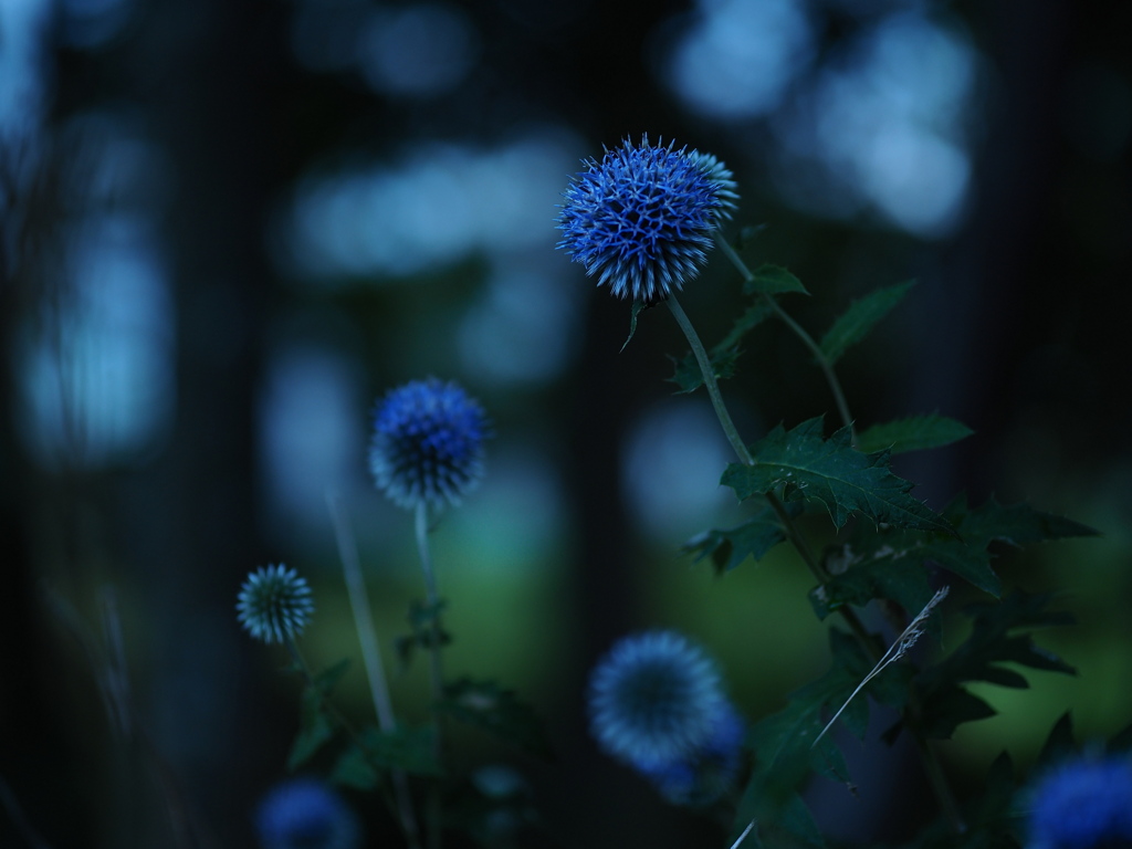 青の森