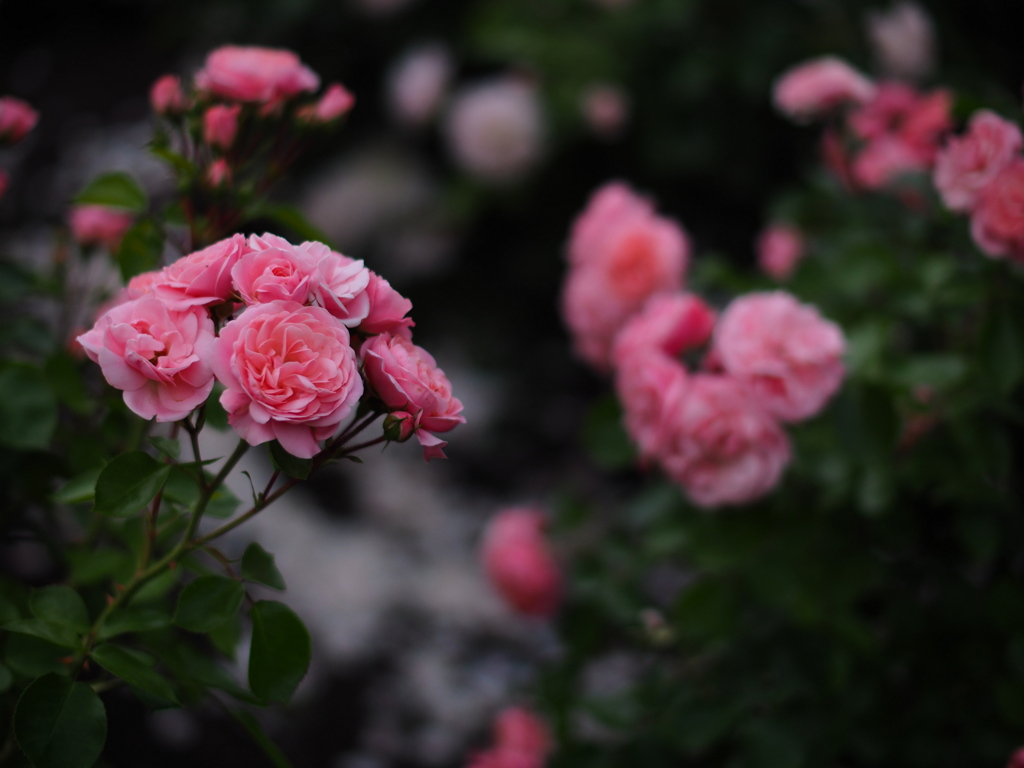日曜夜の薔薇