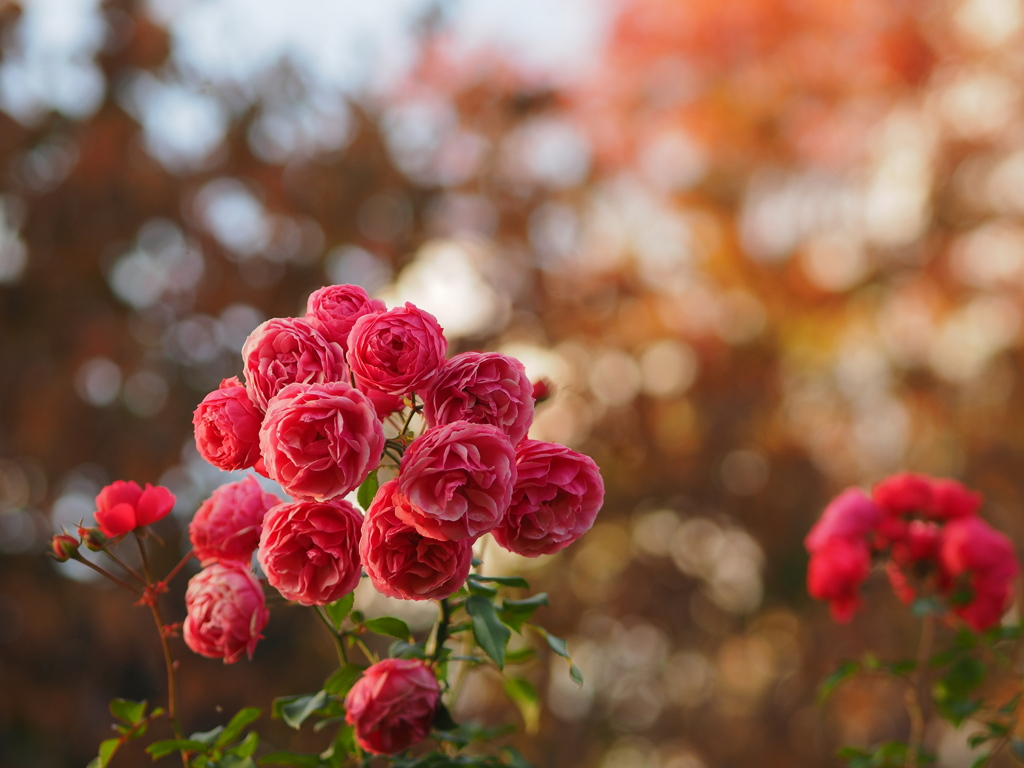 斜陽・薔薇