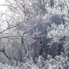 凍る森