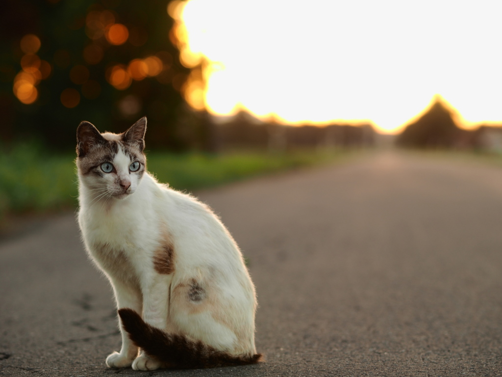 ねこと夕空