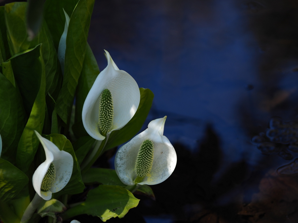 水芭蕉の森