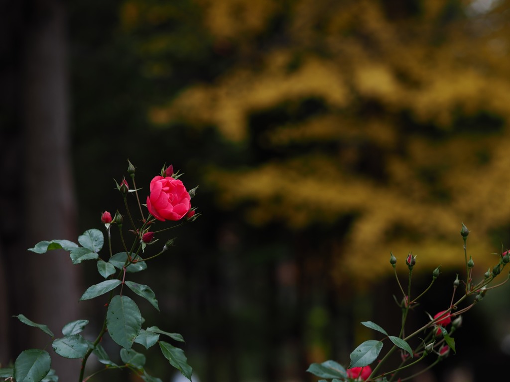 厚別の薔薇園