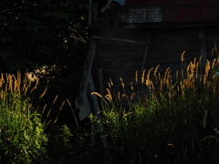 廃屋・夏草