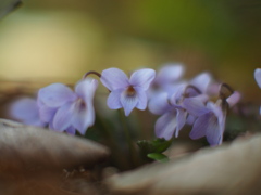 菫開花