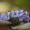 菫開花