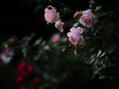 夜の薔薇