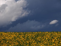 暗雲と向日葵