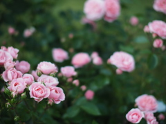 踊る花園