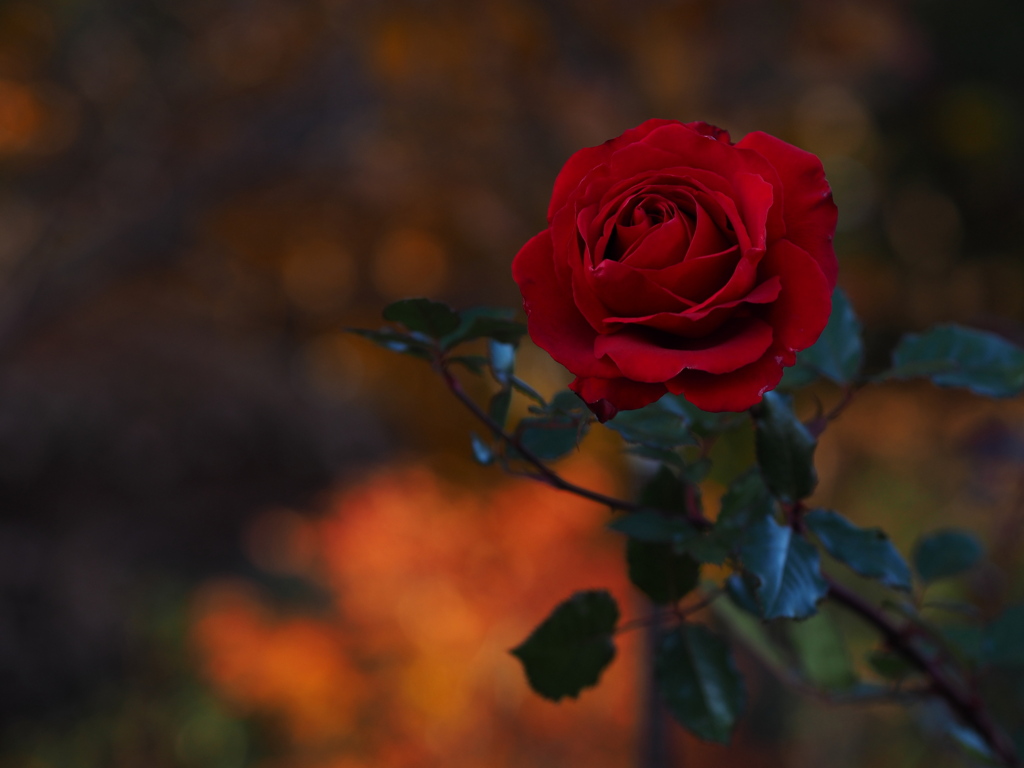 赤い薔薇 By Geno Id 写真共有サイト Photohito