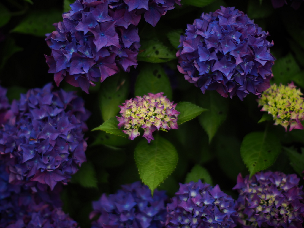 紫陽花