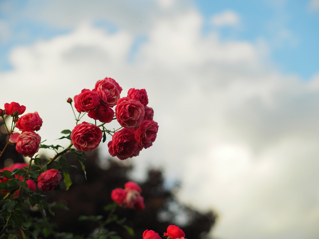 空と薔薇