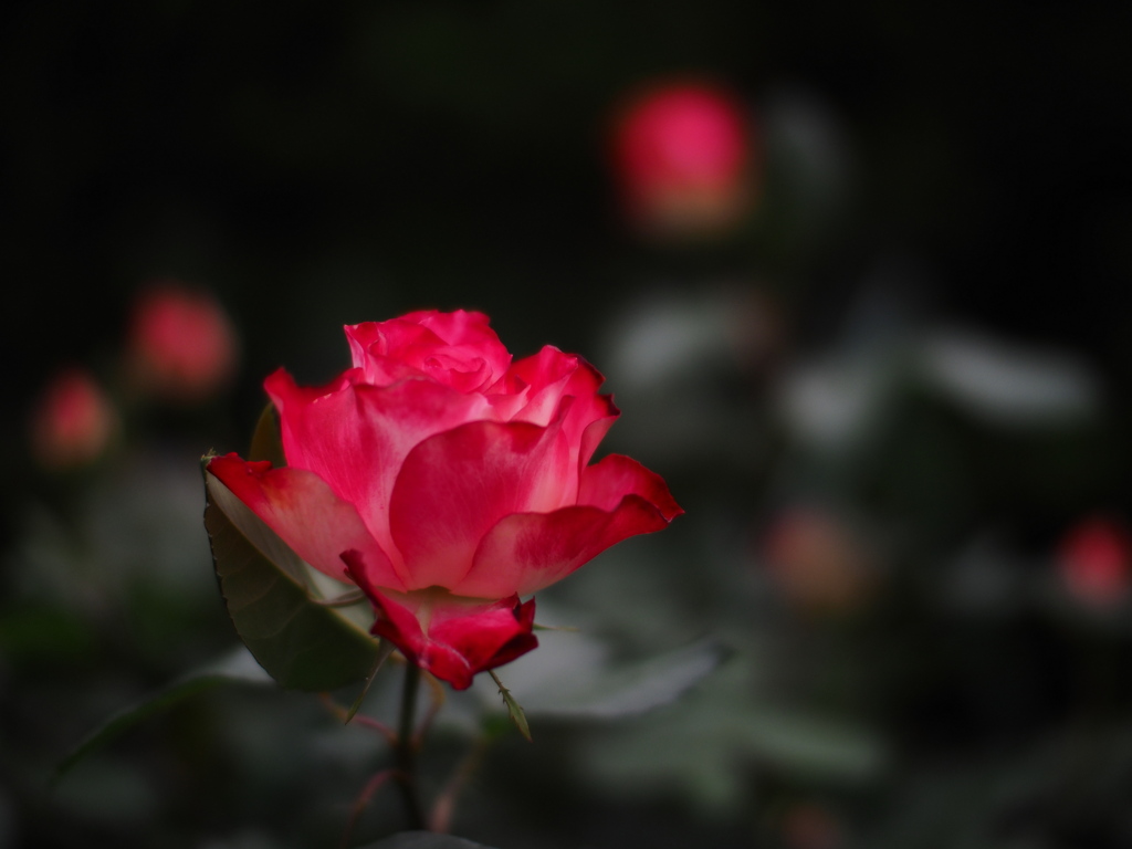 薔薇咲く宵