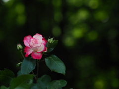 木洩れ日の薔薇
