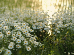 畔の花束