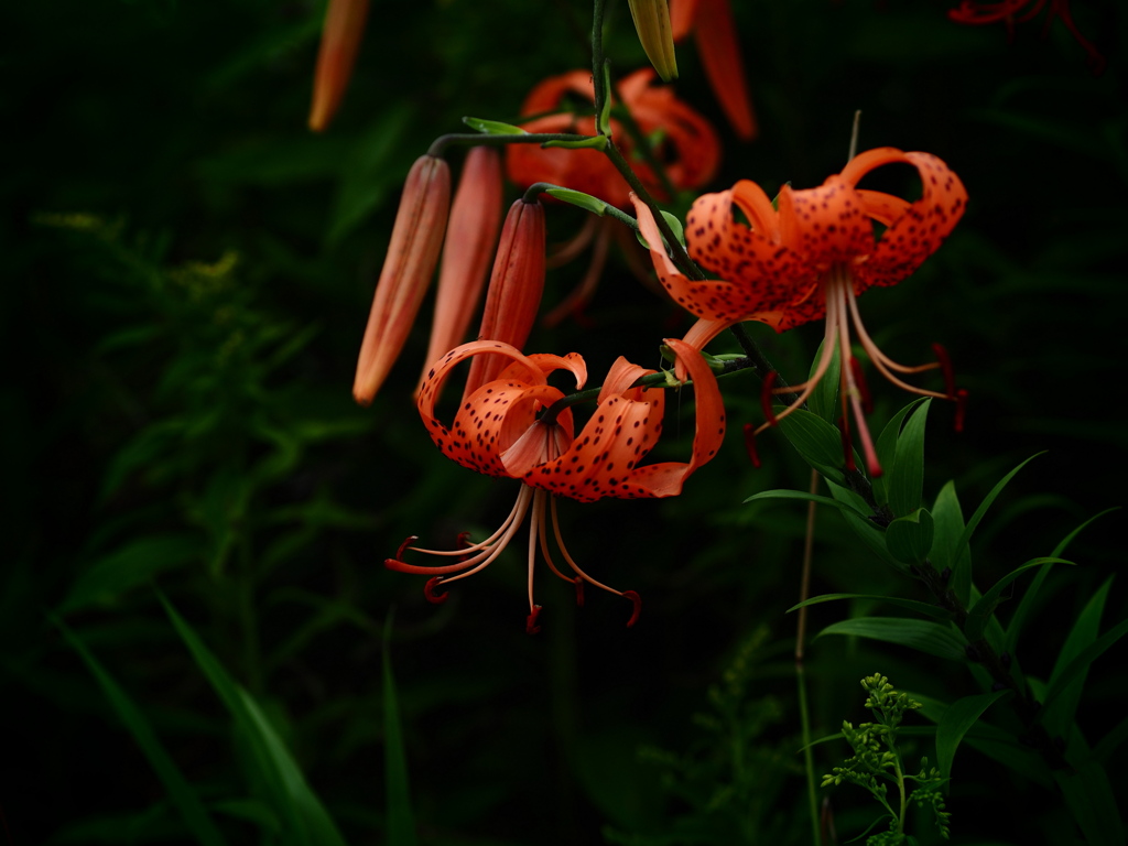 鬼百合