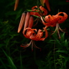 鬼百合