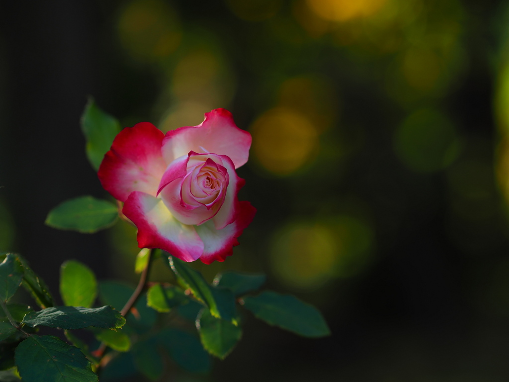 薔薇