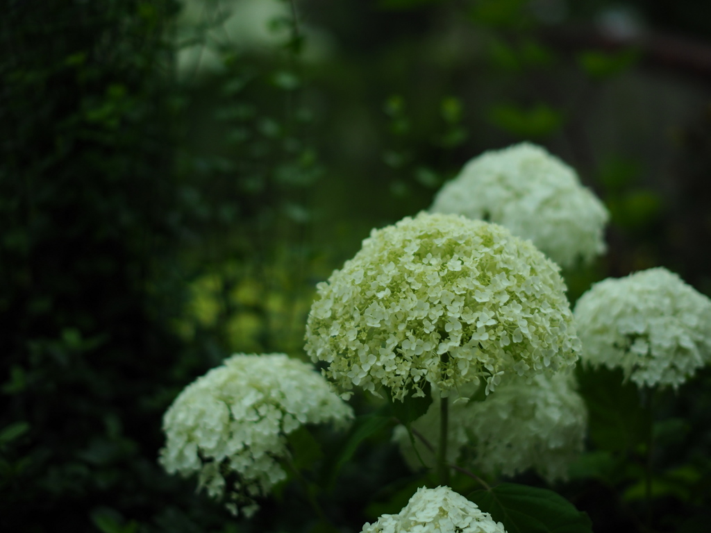 森の紫陽花
