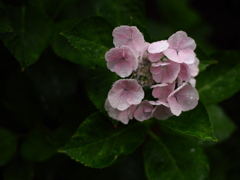 鮮紫陽花