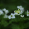 緑の二輪草