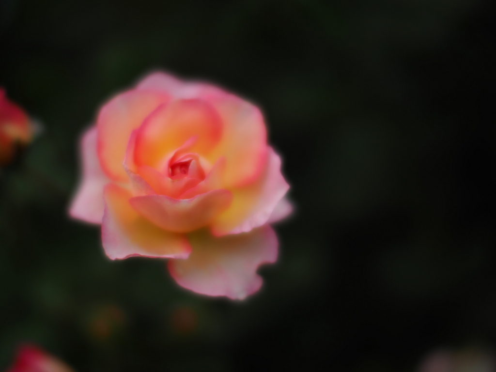 薔薇の灯り