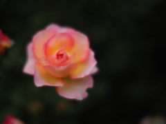 薔薇の灯り