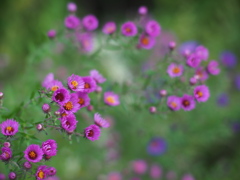 終わりの始まりの花
