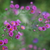終わりの始まりの花
