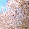 花影の櫻