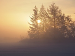 針葉樹に日が昇る