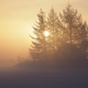 針葉樹に日が昇る