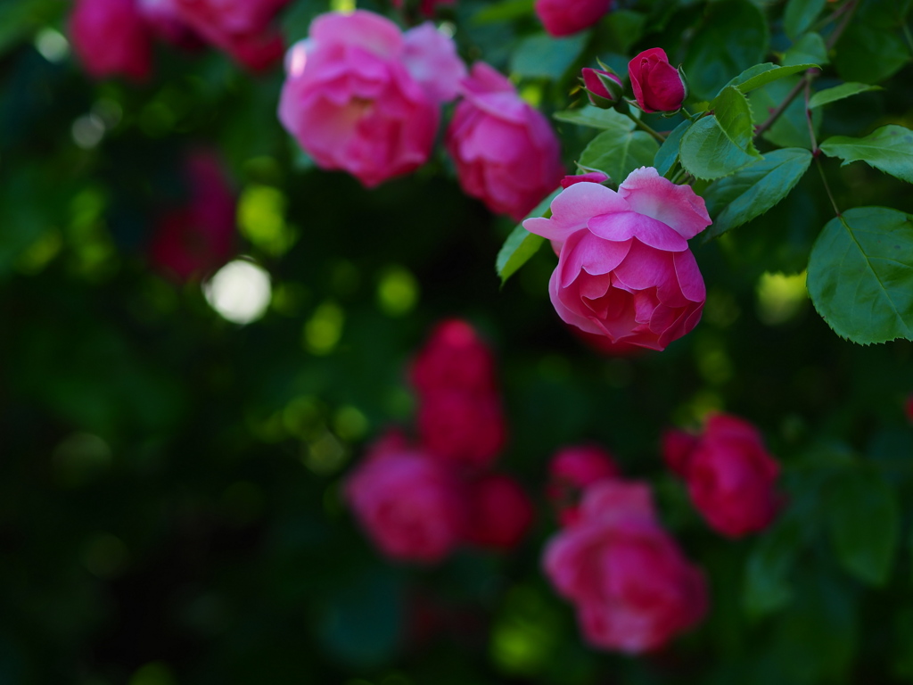 晴天に薔薇を撮ってはいけない
