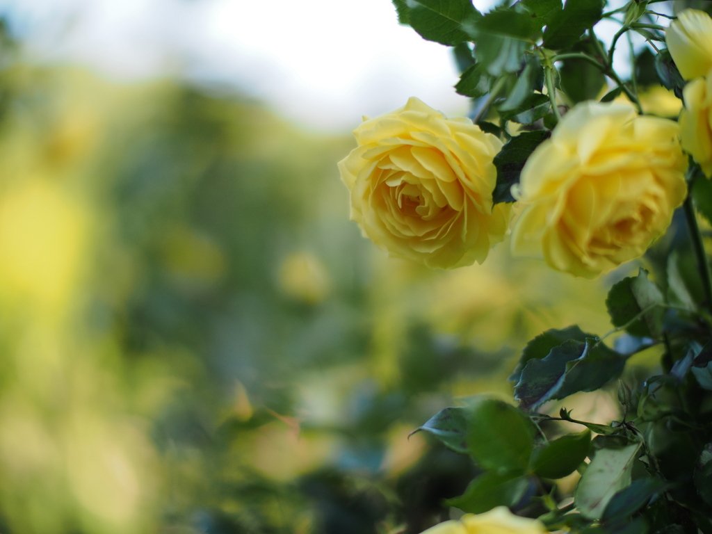 薔薇色の世界